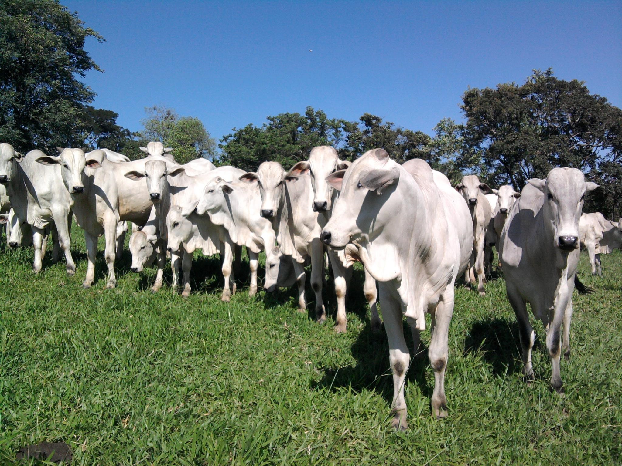 Administração De Rebanhos Brasil Terra 8600